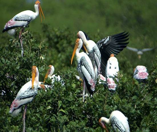 kolleru_lake